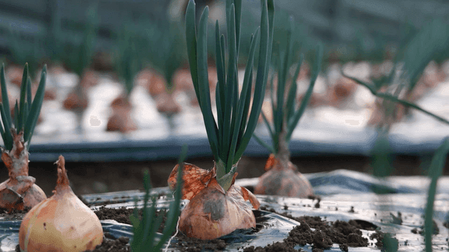Onions growing in a cultivated field