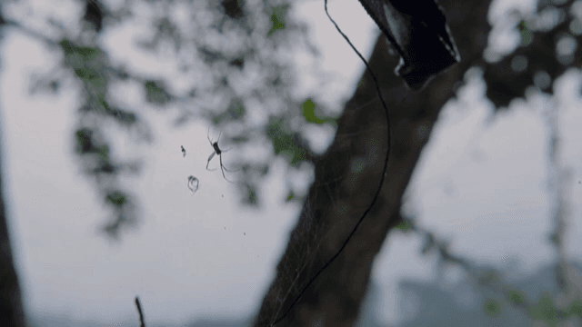 숲 속 거미줄 위의 거미