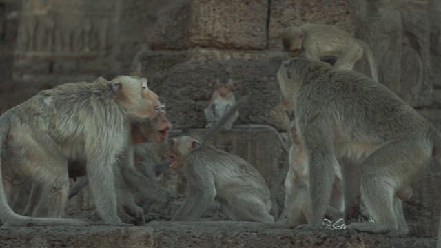 Monkeys Fighting on a Stone Structure in Ancient Temple