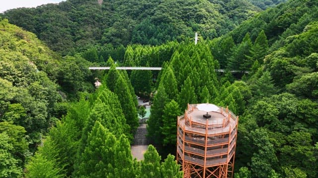 경치 좋은 다리가 있는 울창한 숲