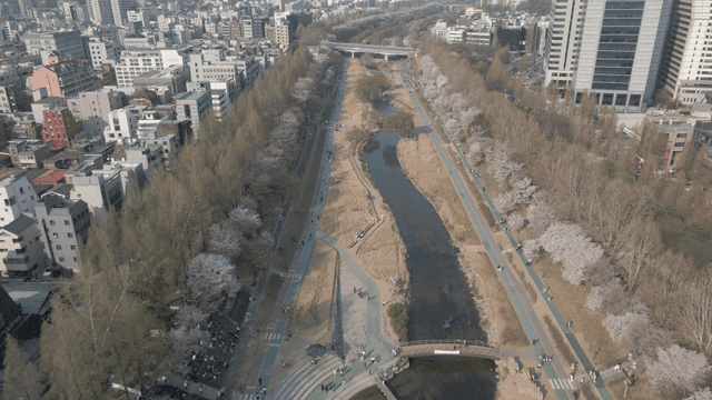 Cherry blossoms along a city river