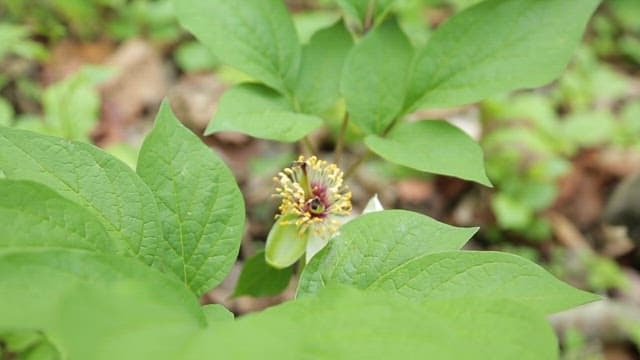 Close-up of a blooming peon flower in a forest