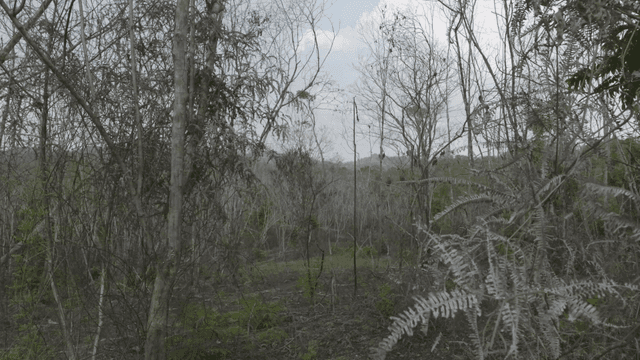 Dry forest with sparse trees
