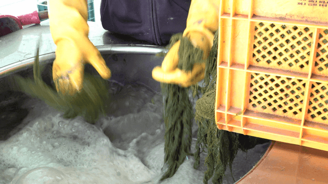 Rubber gloves for cutting and putting sea tangle into washing machine