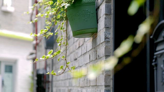 Green plant in a pot on a brick wall