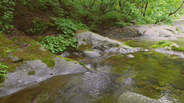 바위가 있는 고요한 숲 속 개울