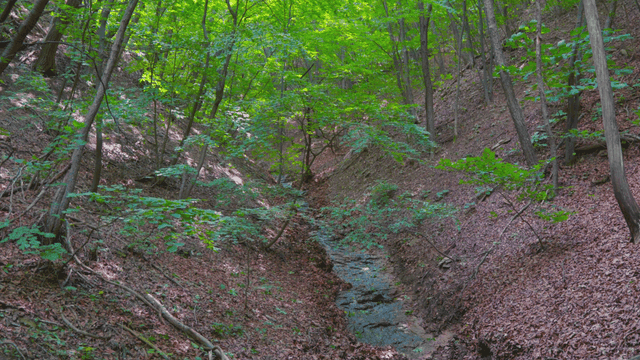 작은 시내가 흐르는 고요한 숲