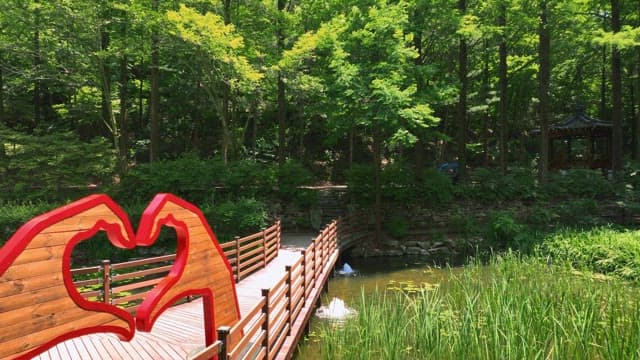 Wooden walkway in a lush green forest