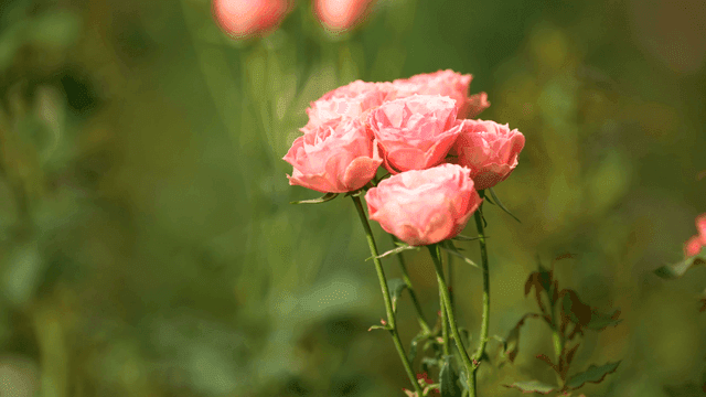 Pink roses blooming in a garden