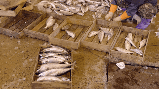 Sorting fish in a market with wooden crates
