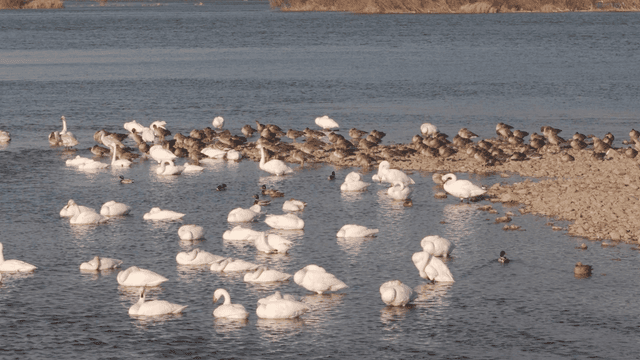 Swans and mallards preening their feathers in river