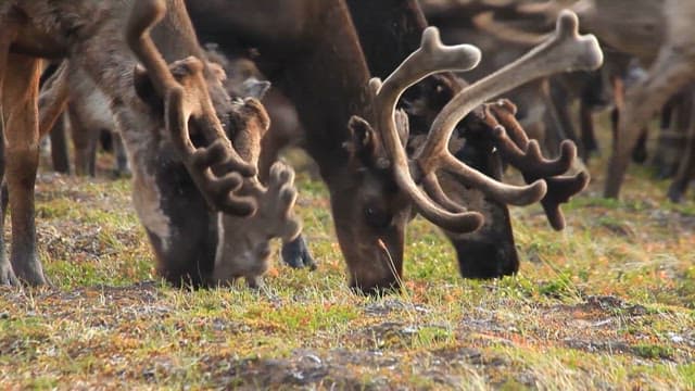 Herd of Reindeer Grazing in the Wild