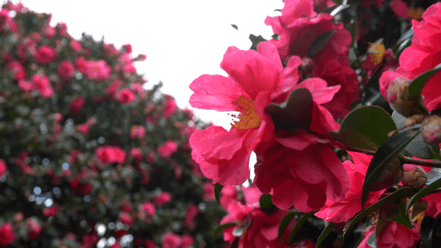 Vibrant pink flowers blooming on a tree