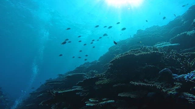 Underwater scene with coral reefs and fish