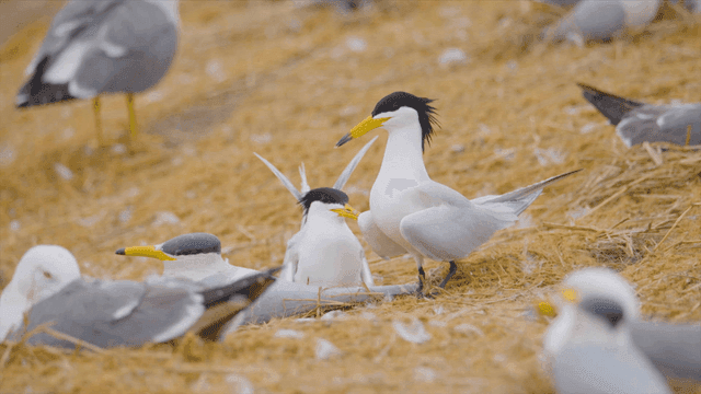 Seabirds resting on a shore
