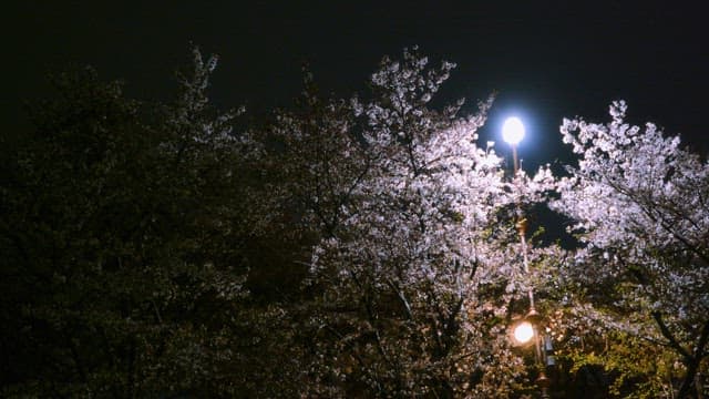 Cherry blossoms illuminated by streetlights