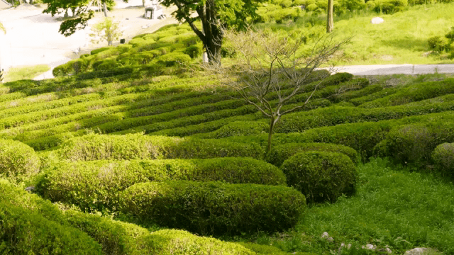 Lush green tea fields under sunlight