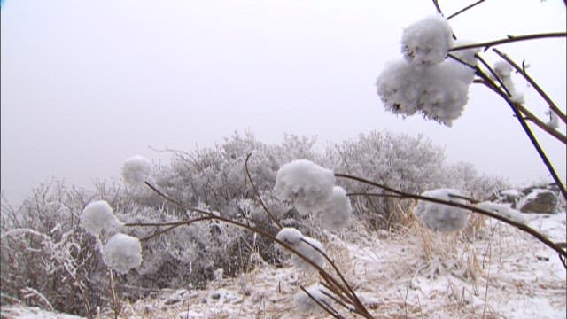 Snow-covered trees on a foggy day