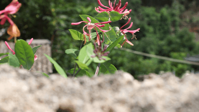 Close-up of vibrant flowers in a garden