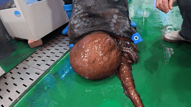Large octopus in net placed on market floor