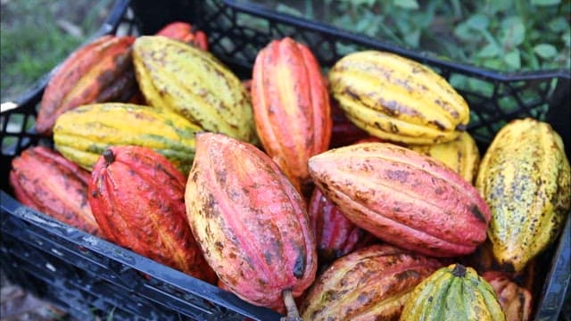 Freshly Harvested Colorful Cocoa Pods