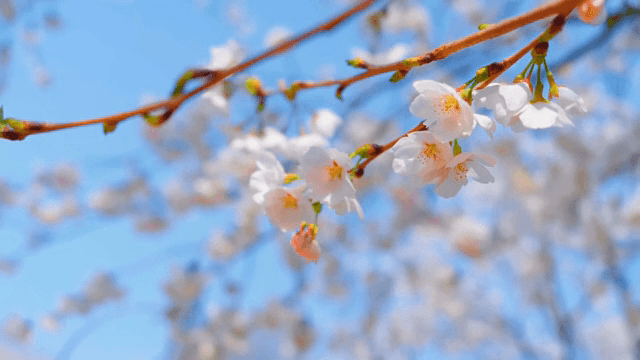 Cherry blossoms in full bloom under a clear sky