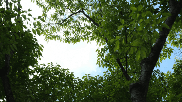 Green leaves and blue sky through trees
