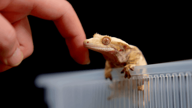 플라스틱 용기 위의 게코 도마뱀에게 장난치는 손