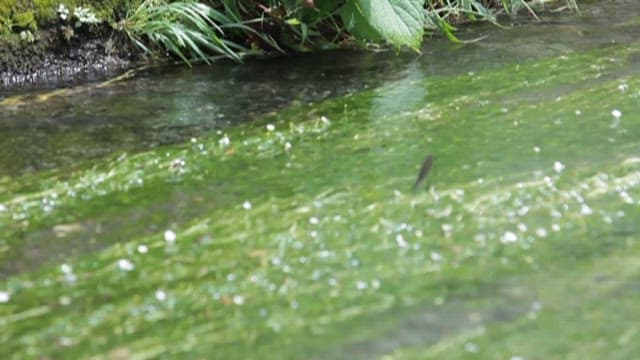 시내에서 쉬고 있는 잠자리