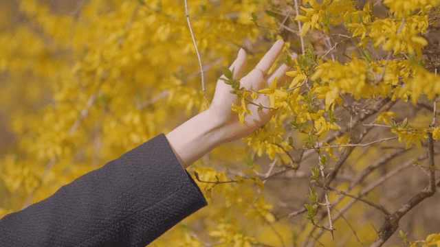 노란 꽃을 부드럽게 만지는 손