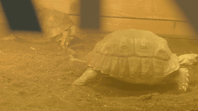 Tortoise moving slowly in a terrarium