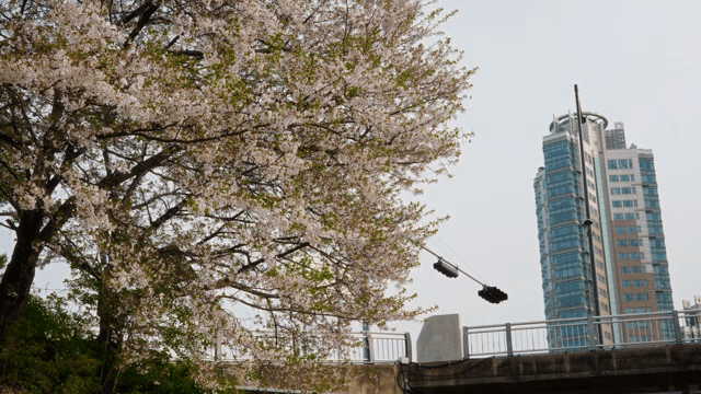 도심 건물 근처의 벚꽃