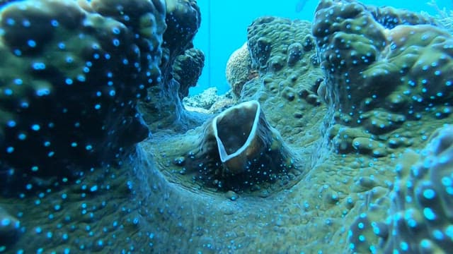 Underwater view of coral and marine life