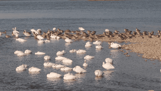Swans and mallards resting in river