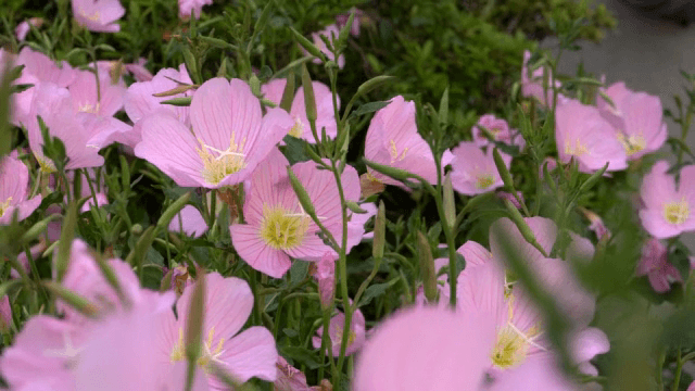 Pink flowers blooming in a garden