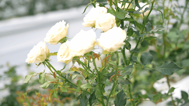 White roses blooming in a garden