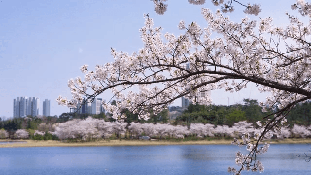 고요한 호숫가의 벚꽃