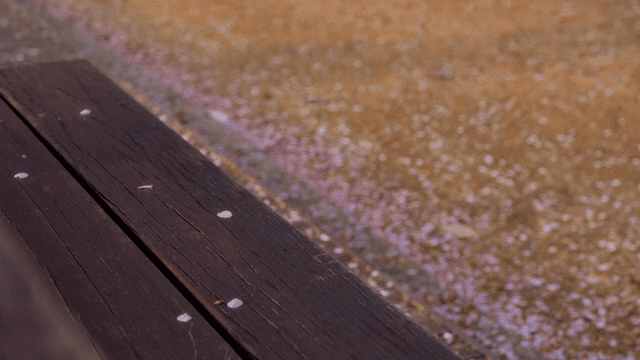 Cherry blossom petals scattered on a bench