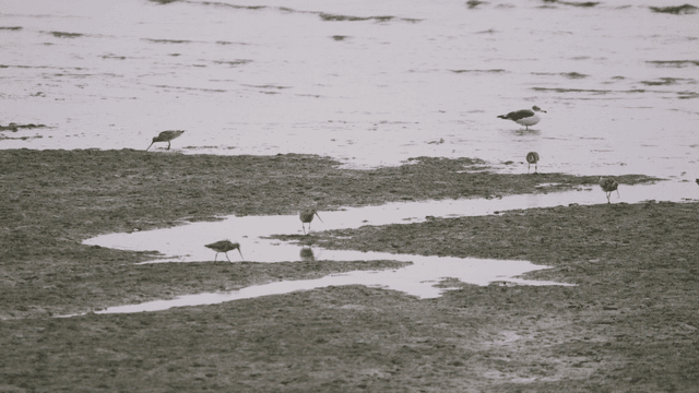 Birds foraging on the muddy tidal shore