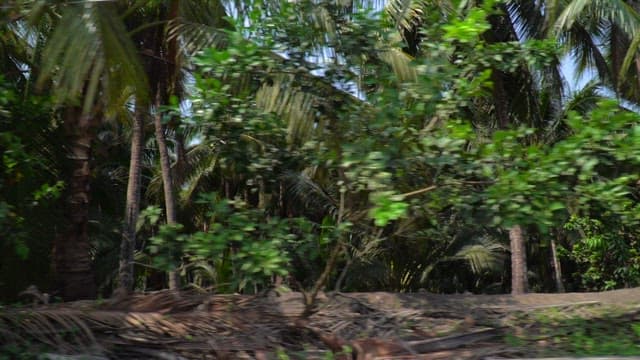 맑은 날 무성한 열대 우림 사이를 드라이브