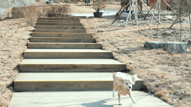 공원 나무 계단을 오르는 개