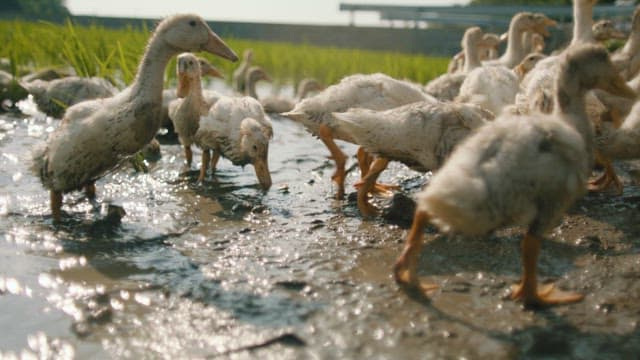 Ducks Looking for Food with Their Bodies Covered in Mud