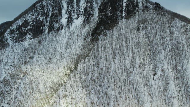 겨울에 눈이 쌓인 황량한 나무숲