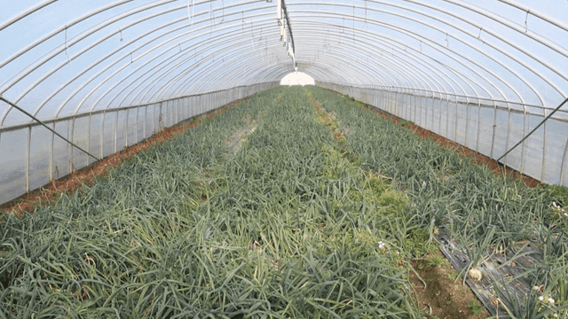 Inside greenhouse filled with green onions
