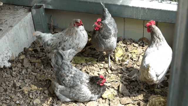 Chickens in a coop with scattered leaves