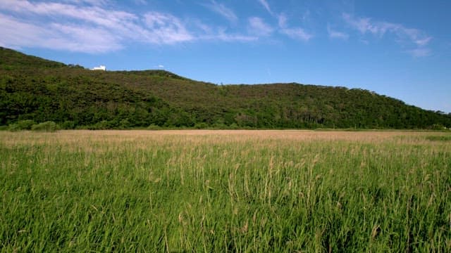 Serene Grassland with Reed at the Foot of Lush Hills