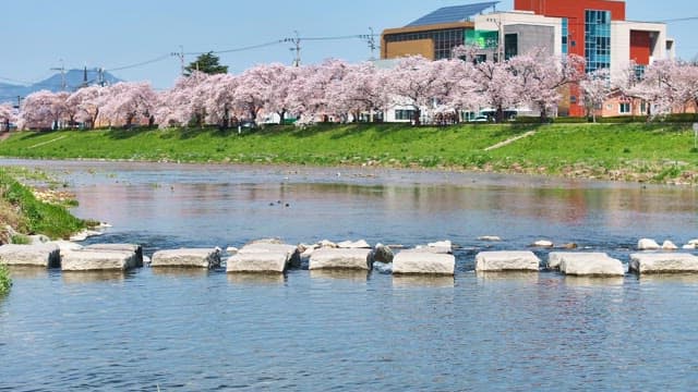 벚꽃이 핀 강에 흐르는 맑은 물