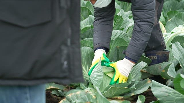 Farmer wearing gloves harvesting fresh cabbage in his garden