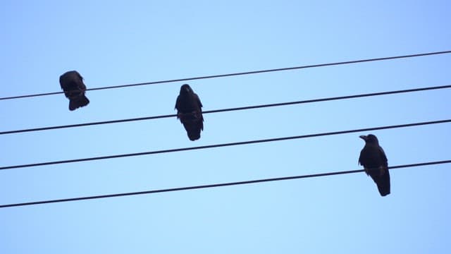 Three birds perched on power lines