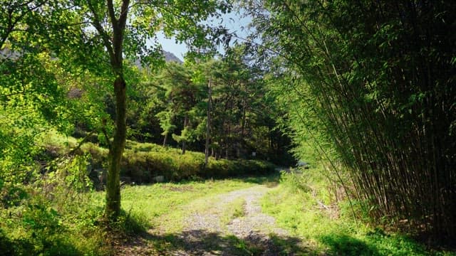 Forest path on a sunny day with green foliage